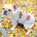 Pet Circle Cat Clothing Apparel Maglione con renna per cani grassi - Stile Bulldog francese_voghion.com
