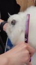 Fenice Professional Dog Scissors 7.25 Inches By PawParty Store_voghion.com