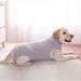 Clothes Large Golden Retriever Belly Protection Vest Pure Cotton Back Zipper Female Dog Weaning Neutering_voghion.com