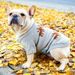 Pet Circle Cat Clothing Apparel Maglione con renna per cani grassi - Stile Bulldog francese_voghion.com