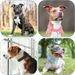 Durable Nylon Martingale Dog Collar, Adjustable Soft Puppy Collar For Small And Large Dogs, Training Control, Prevents_voghion.com
