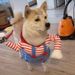 Celebrità di Internet Stesso stile Divertente Divertente Piccolo cane che cambia i vestiti Animale domestico Divertente cane gatto Vestiti per animali domestici_voghion.com