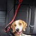 Supplies Pet Car Seat Belt Retractable Leash Walking Dog Tether Rope_voghion.com