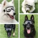 Hundebekleidung Das Tragen einer Sonnenbrille konfrontiert einen bewölkten Schnee Brille machen mittelgroßes Haustier_voghion.com