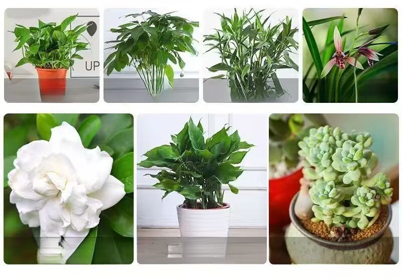 [5997 People Collect] [Special Sale] Nutrient Liquid General Purpose Pineapple Dracaena Sanderiana Fortune Tree_voghion.com