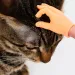 Interactive Massage Toy For Cats By PawParty Store_voghion.com