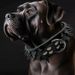 Rivet Grote Bulldog Dominante Halsband Anti-Bijt Bully Hondbenodigdheden Huisdier_voghion.com