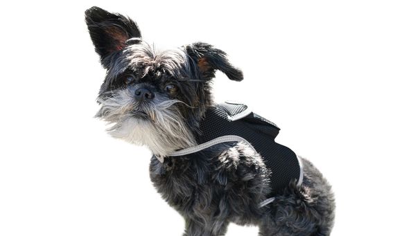 Waterproof GPS Pocket Dog Tracking Device w/ Realtime Remote Tracking Size:XL_voghion.com