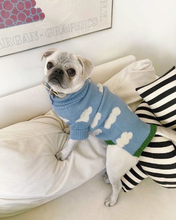 New Puppy Clothes Sweater Spring Autumn Winter Pet Clothing Cat_voghion.com