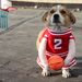 Costume de basket-ball pour animal de compagnie, vêtements amusants pour chien et chat, pour Halloween_voghion.com