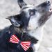 Butterfly Knot Pet Custom New American Flag Collar Printed Cat Dog Bow Tie_voghion.com
