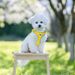 Pet Supplies Cartoon Big Eye Teddy Bichon Vest Style Small Walking Leash Puppy Chest Harness Dog_voghion.com