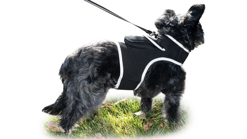 Keep Pet Safe with Pet Tracker GPS Dog Collar Tracking Device + Phone App Size:S_voghion.com