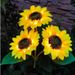Solar Sunflower Garden Lights Outdoor – IP55 Waterproof, 6-12H On/Off 1W Warm White & RGB Color Changing (Single/3-Head Options)_voghion.com
