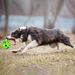 Dog Bite Protection, Fun Dog, Interactive Animal Toy With Rotating Ball For Small, Medium, And Large Sizes By PawParty Store_voghion.com