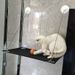 New product: Cat window hanging, suction cup type hammock, sunbathing, summer bed, cat sofa_voghion.com