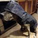 Large Pet Small Rain Poncho Waterproof Windproof Hooded One Size Dog Raincoat Reflective_voghion.com