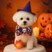2025 Herbst Winter Haustier Neue Accessoires Niedlichen Welpen Kätzchen Liefert Halloween Schädel Kragen_voghion.com