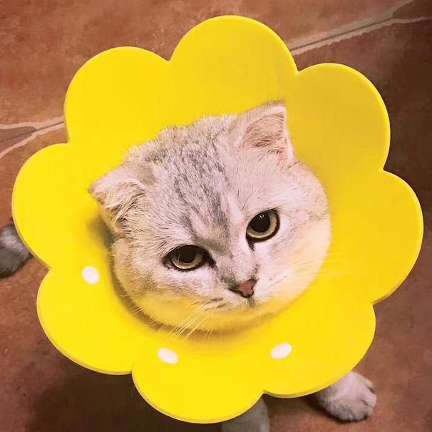 Sunflower Elizabethan EVA Sponge Lightweight Headband Cat Supplies Neck Anti-Lick Shame Collar Neutering Use_voghion.com