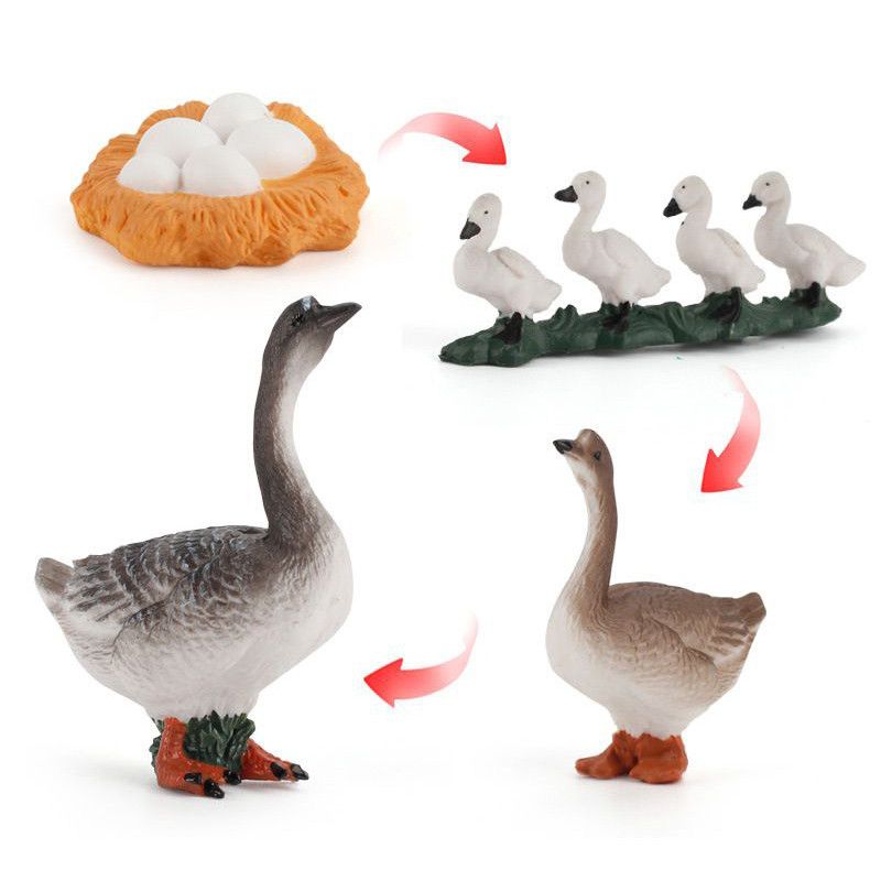 Charmante solide simulatie van schildpad, kuiken, kikker, dierengroeicyclus Montessori-leermiddelen voor educatief plezier en decoratie, verzamelobject_voghion.com