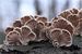 1 libbra (454 grammi) di fungo Schizophyllum communeh essiccato di prima qualità proveniente dallo Yunnan, Cina_voghion.com