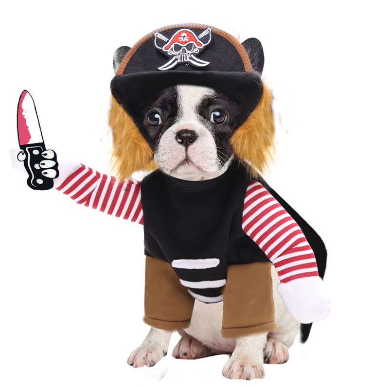Los piratas medianos a grandes se transforman en divertidas mascotas, perros, gatos, pelaje dorado, ropa de lucha mágica, ropa de Halloween._voghion.com