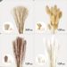 Reed Rabbit Tail Whisk Small Pampas Grass Home Decoration Mixed Dried Flower Bouquet_voghion.com