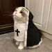 Little Cat Costume Pet Clothes Repair Dog Outfit Breathable Funny Cosplay Photo Props Small And Medium Ins Internet_voghion.com