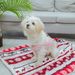 Guangying Pet Mat Breathable Moisture-absorbing Big Space Washable Thicken Rest Cloth Pet Mattress Puppy Cat Sofa Mat For Room_voghion.com
