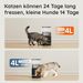 WOPET Futterautomat Katze 4L- Katzenfutter Automat 180 Tage Akkulaufzeit (1-6 Mahlzeiten/Tag, Trockenfutter) Futterspender Für Katzen/Hunde, Edelsta_voghion.com
