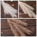 Hochzeit 4-zackigen Pampas Reed Gras INS Stil künstliche Blumen Home Dekoration grenzüberschreitenden Großhandel künstliche Blumen MW85004_voghion.com