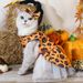 Supplies Elderly Pet Knitted Sweater Pumpkin Transformation Wizard Costume Dog Clothes_voghion.com