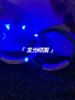 Glowing USB Dog Collar By PawParty Store_voghion.com