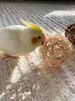 Parrot Relieves Boredom, Self-exciting, Mouth Grinding Toy, Natural Rattan Ball, Training, Chewing, Educational Toy, Grass Ball_voghion.com