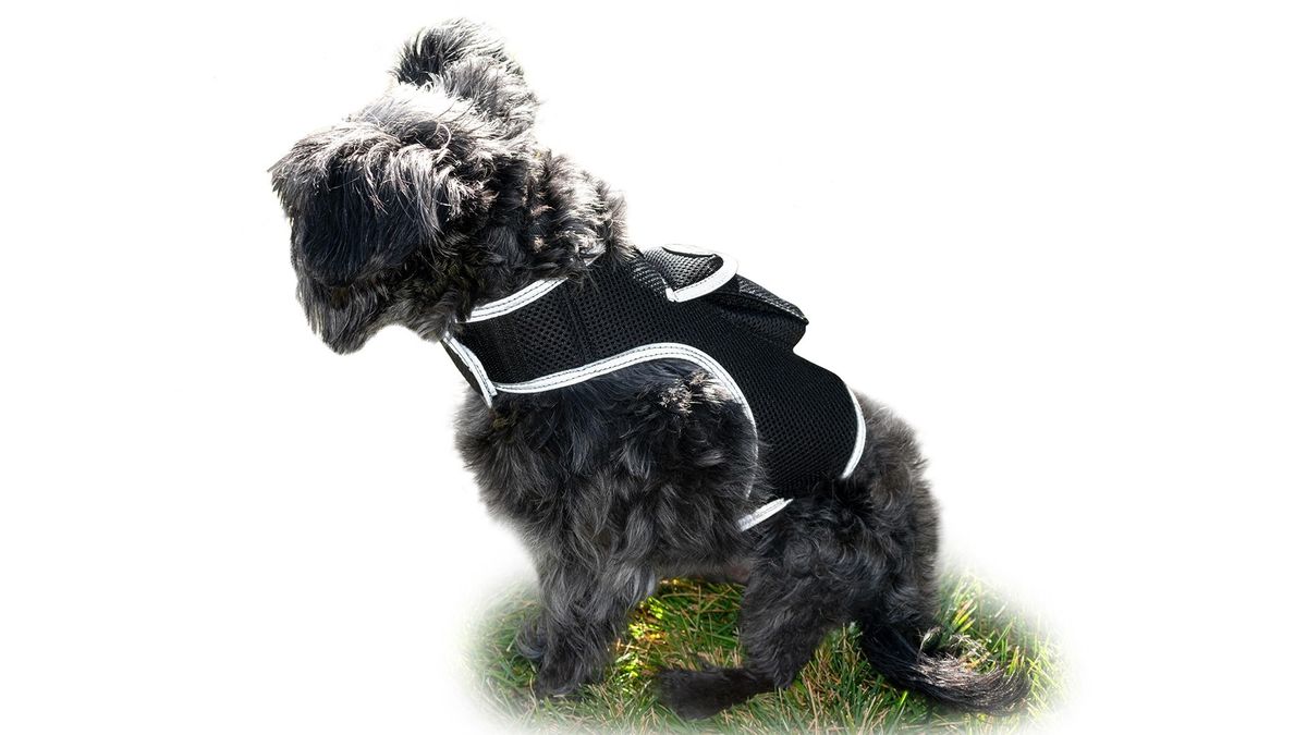 Portable GSM GPS Pet Tracking Devices Waterproof Mini Dog Cat Locator Size:L_voghion.com