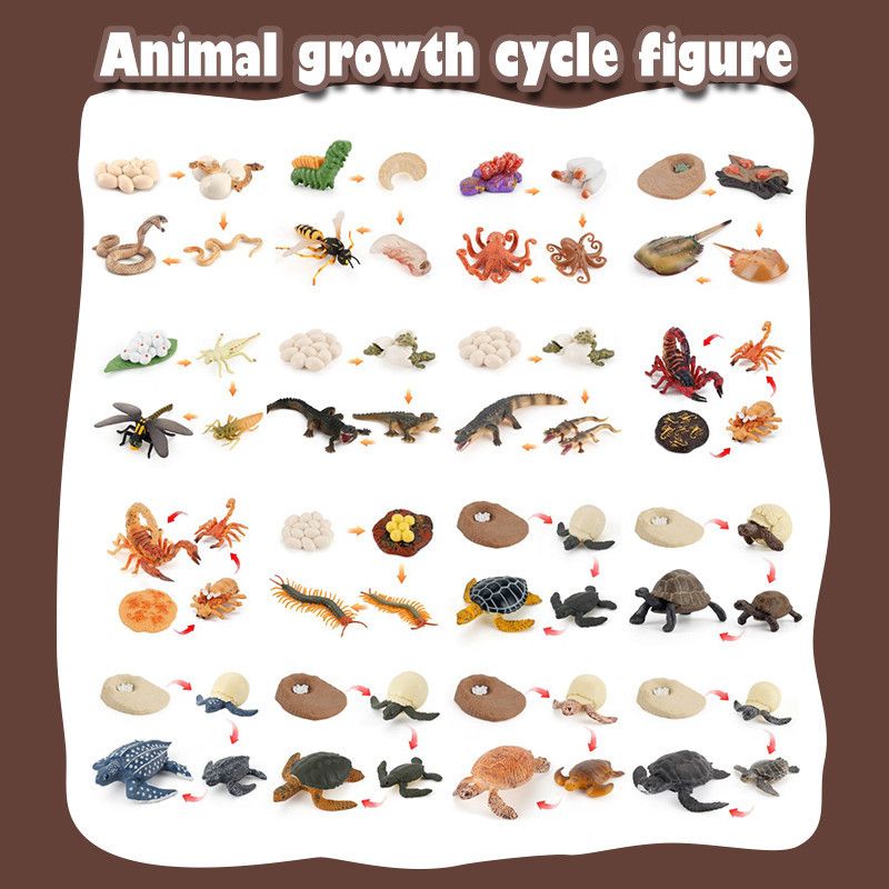 Charmante solide simulatie van schildpad, kuiken, kikker, dierengroeicyclus Montessori-leermiddelen voor educatief plezier en decoratie, verzamelobject_voghion.com