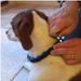 Pet Perfect Command Grote Trainingshalsband Hondenriem_voghion.com