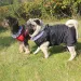 Waterproof Jacket CDDMPET For Dogs, Polyester, Medium And Large Breeds By PawParty Store_voghion.com