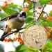 2 Stück fettkugelförmige Vogelfutterhäuschen, Vogelfutterhalter, kugelförmiger Käfig mit Haken für Wildvögel im Garten_voghion.com