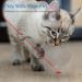 Laser Pointer Interactive Cat Chase Toy, USB Rechargeable Red Laser Light Pointer Training Tool_voghion.com