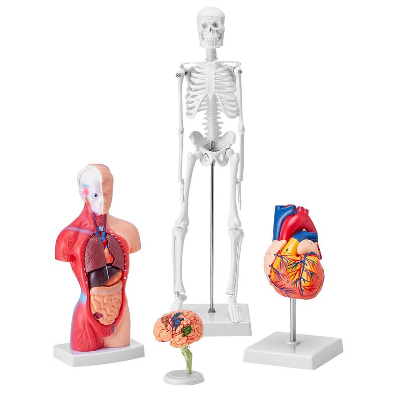 VEVOR Human Anatomy Models Bundle Set, Brain, Human Torso Body, Heart, Skeleton Model Set Of 4, Hands-on 3D Model Study Tools Teaching Models For Physiology Students Or As Educational Kit For Kids_voghion.com