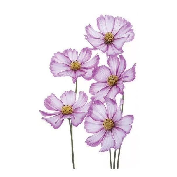 Piccoli adesivi Tatt freschi Stile moderno e semplice leggero Adesivo Tatt con piume di lavanda Waterprf Body Art finto_voghion.com