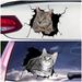 Realistic cat car JS-NPVC self-adhesive decoration removable wall sticker_voghion.com