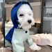 Pet Waterproof Four-Legged Workwear Color Block Windproof Stylish Cat Dog Teddy Bichon Raincoat_voghion.com