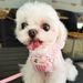Heartwarming Pet Harness Leash For Dogs And Cats, New Small Wings Set_voghion.com