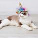 Halloween Cat Unicorn Pet Headgear Teddy Puppy Kitten Pegasus Horn Transformation Costume Hat_voghion.com