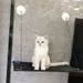 New product: Cat window hanging, suction cup type hammock, sunbathing, summer bed, cat sofa_voghion.com