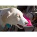 Chew-Tough Floatation Dog Neoprene Tug-N-Pull Active-Life Toy Extreme_voghion.com