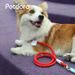 PETDORA Leash For Medium And Large Dogs, Explosion-Proof Integrated Walking Chain, Dog Training P Rope_voghion.com
