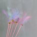 60cm50cm Macaron Color Feather Teaser Wand Cat Supplies Pet Toy_voghion.com